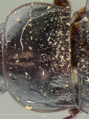 Media type: image;   Entomology 666 Aspect: pronotum dorsal